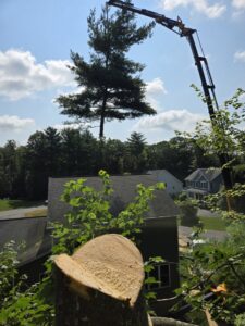 A crane lifting a large tree section during a residential tree removal service by Trail Based Tree Service in Schenectady, NY.