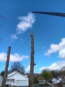 A crane lifting a large section of a tree trunk while a worker stands on another trunk, performing tree removal for S&D Tree Service LLC in Schenectady, NY.