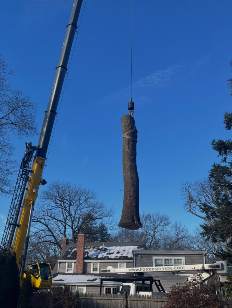 A large crane lifting a heavy tree trunk during a tree removal job by PS Tree Service in Holbrook, MA.