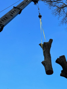 A crane lifting a large section of a tree trunk during removal by TALL TREE Service in Severna Park, MD.