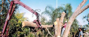 A crane lifting a large section of a tree trunk during removal by Tim's Tree Service in Cape Coral, FL