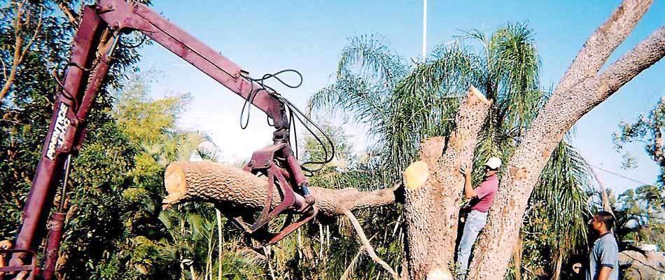 A crane lifting a large section of a tree trunk during removal by Tim's Tree Service in Cape Coral, FL