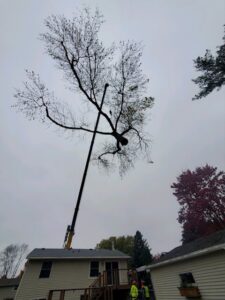 A crane lifting a whole tree over a house during removal for Wood Recycling Site / Brush Dump in Rochester, MN
