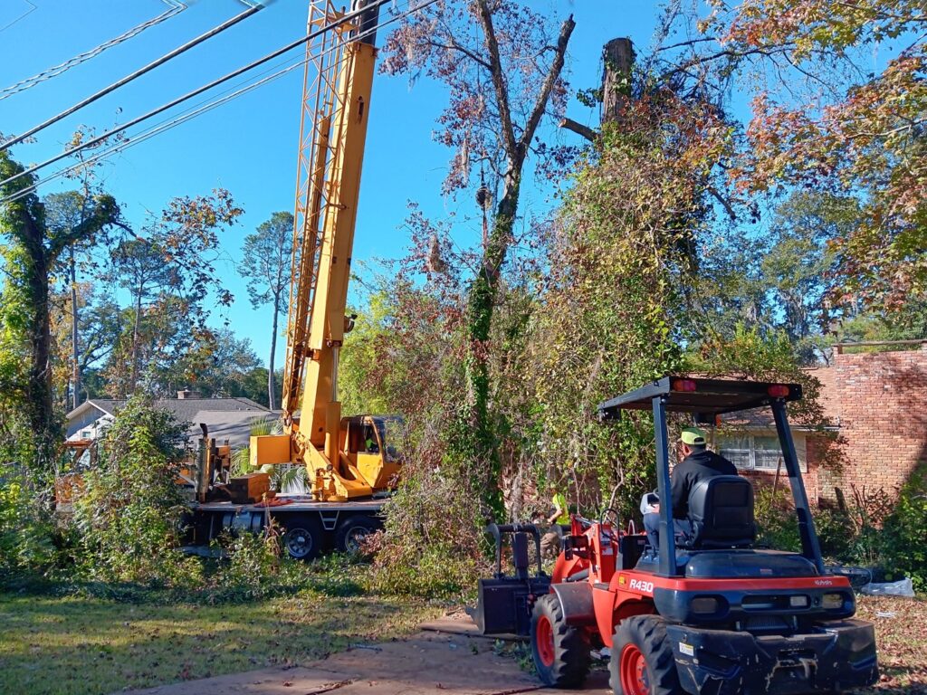 A large crane and a loader working together on a tree removal project by Abbott Tree removal in Tallahassee, FL.