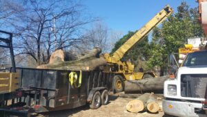 A crane efficiently loading large tree logs onto a trailer for removal by All Star Tree Service in Memphis, TN.
