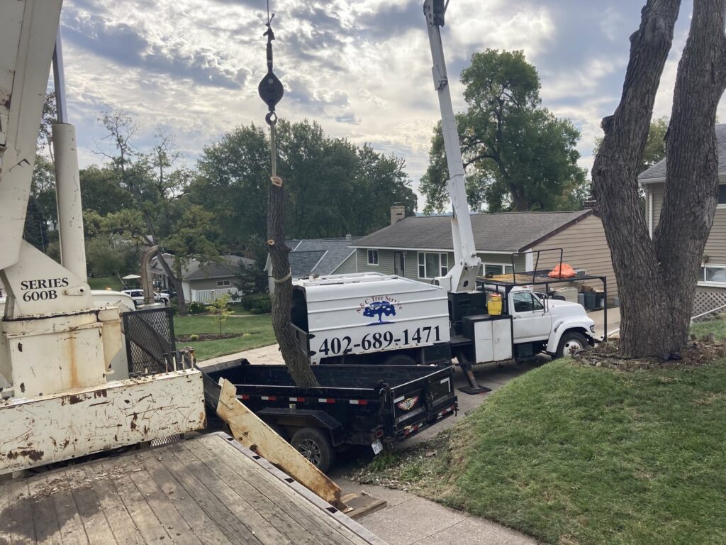 A crane loading a section of a tree trunk into a trailer for removal by A & C Tree Service in Las Vegas, NV.