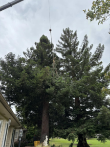 A crane carefully removing a tree branch over a residential house by Caudle's Tree Service in Salem, OR