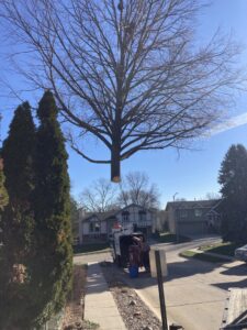 A crane removing a large tree, with a truck and wood chipper visible on the ground, by A & C Tree Service in Las Vegas, NV.