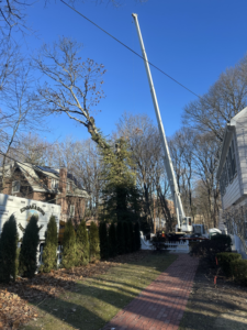 A large crane assisting with tree removal at a residential property by Edgar&son's landscaping in Boston, MA