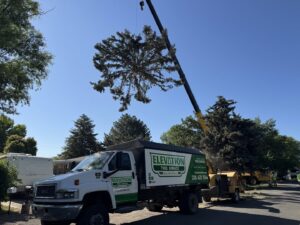 A crane lifting a large tree section during removal by Elevation Tree Service LLC - Magic Valley in Salt Lake City, UT.
