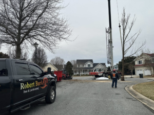A crane and crew from Robert Burk Tree & Landscaping LLC perform a tree removal operation in a residential area in Milford, DE.