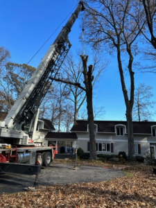 A large crane positioned for tree removal or trimming at a residential property by TALL TREE Service in Severna Park, MD.