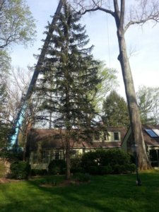 A tall evergreen tree with a crane visible, suggesting tree trimming or removal by Moore & Wright Tree Service in Alexandria, VA