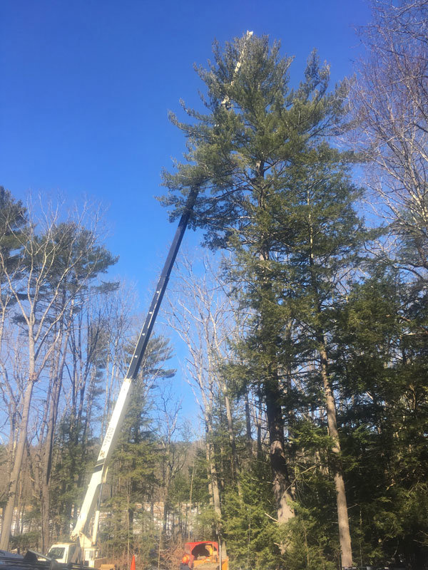 A crane trimming a tall pine tree for tree service by Renaud Tree Care in Dummerston, VT