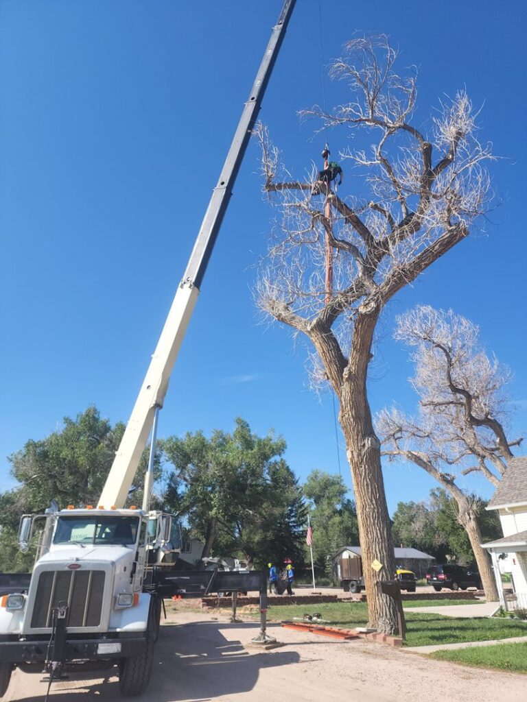 A crane truck assisting an arborist with tree removal services by Lind Legacy Tree Service in Colorado Springs, CO