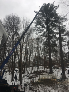 A crane truck with its boom extended, preparing to remove a tall pine tree by C C's Tree service in Berlin Corners, VT.