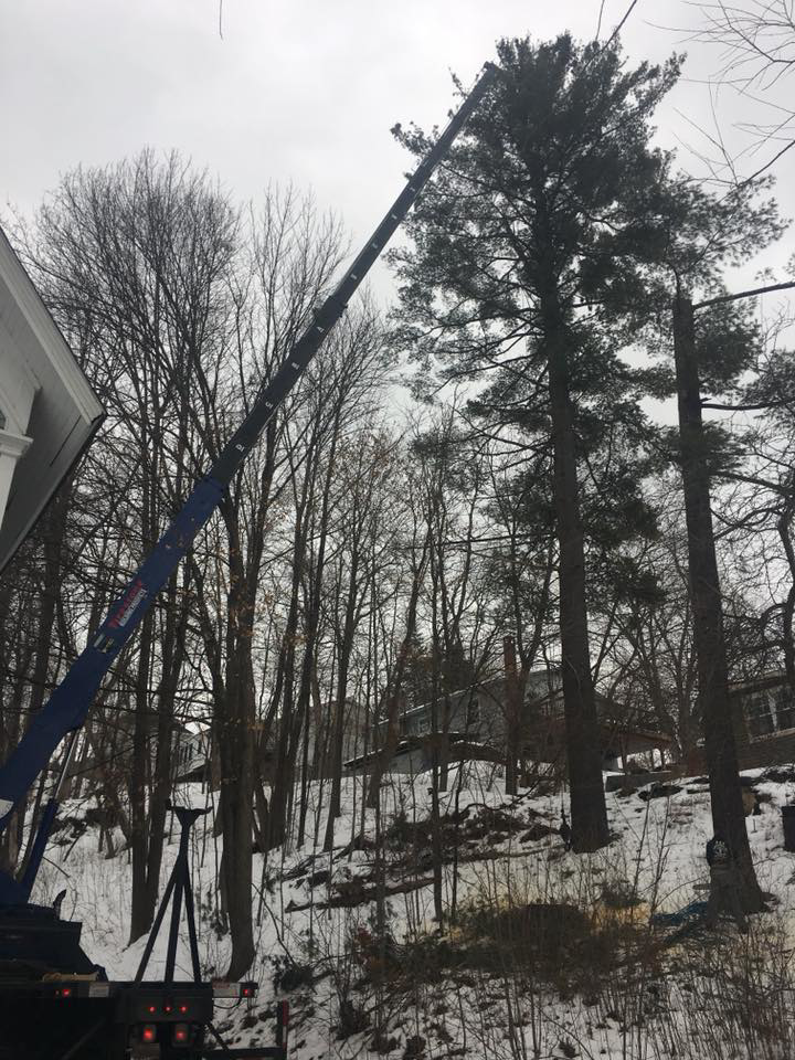 A crane truck with its boom extended, preparing to remove a tall pine tree by C C's Tree service in Berlin Corners, VT.
