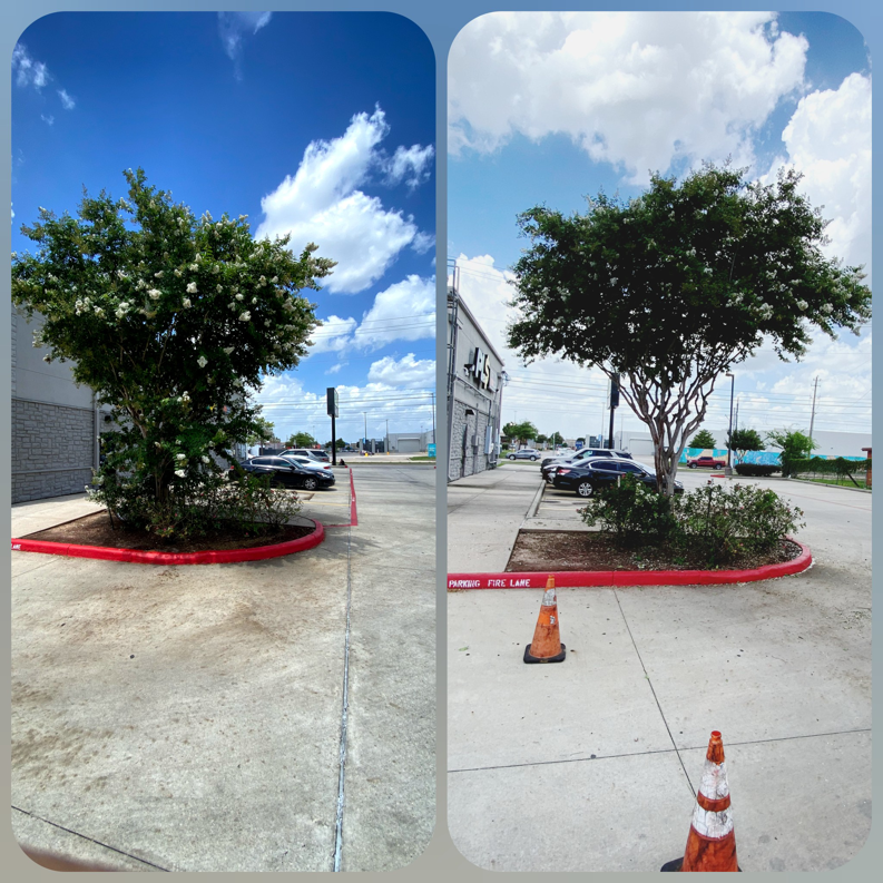 Before and after photos of a crepe myrtle tree expertly trimmed by Ash Tree Service in Akron, OH.