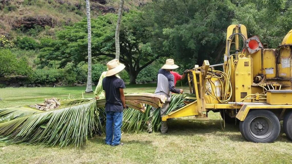 Starfarm Tree Service Hawaii crew members feeding palm fronds into a wood chipper during a job in Kapolei, HI.