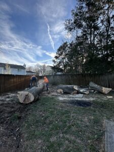 Crew members cutting large fallen tree logs with chainsaws on a residential property for Ace Tree Chopper in Nashville, TN.