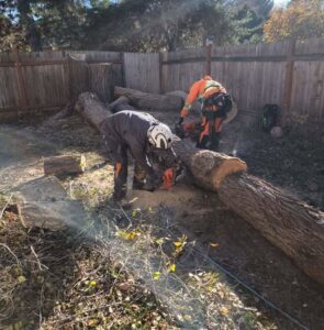 A crew from Tapson's Tree Service in Boise, ID, cutting a fallen tree into logs with chainsaws.