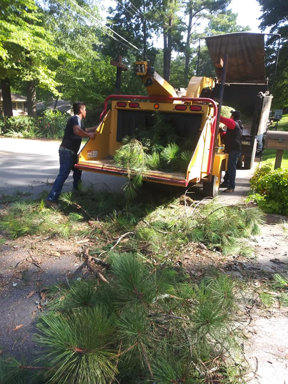 A tree service crew feeding pine branches into a wood chipper for Nunez Tree Services LLC in Roswell, GA.