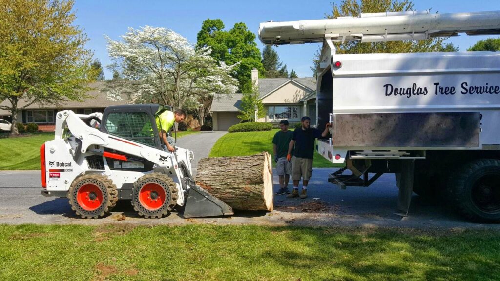 A crew moving a large tree trunk with a Bobcat skid-steer loader for Douglas Tree & Property Service in Lancaster, PA.