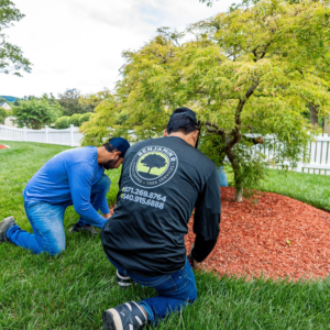 Benjamin R Landscaping & Tree Service crew members mulching around the base of a tree in Roanoke, VA.