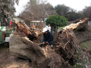 A crew from Bud's Tri County Tree Service removing a large fallen tree and its roots in West Sacramento, CA