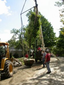 A crew using a crane to plant a large tree with a root ball at Renaud Tree Care in Dummerston, VT