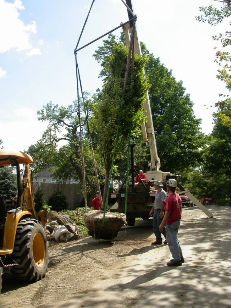 A crew using a crane to plant a large tree with a root ball at Renaud Tree Care in Dummerston, VT