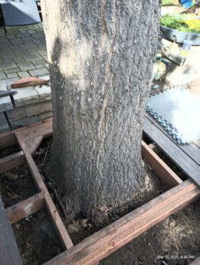 Custom deck framing built around a tree by Carpenter Joe's Handyman Service in Sacramento, CA
