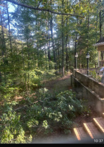 Cut branches and debris on the ground after tree trimming or cleanup by Ox Tree in Birmingham, AL.