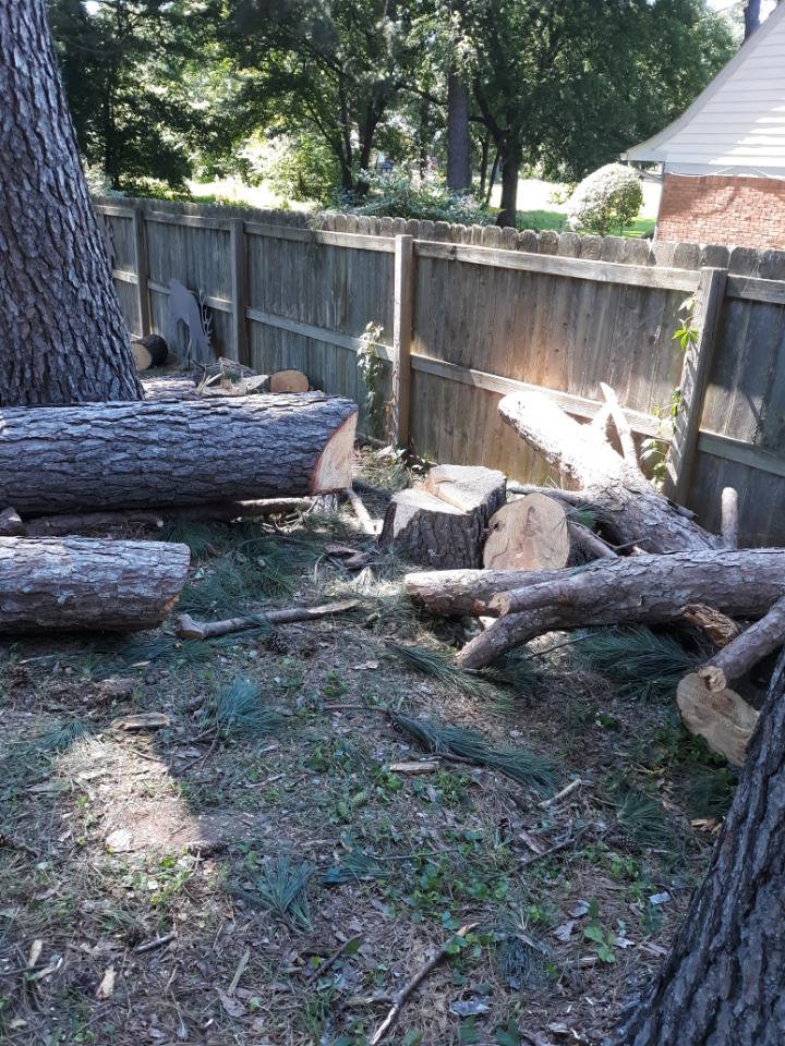Cut logs and branches on the ground, showing tree removal debris by TW's Tree Service in Memphis, TN.