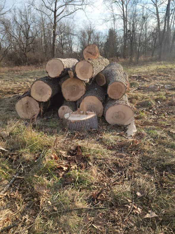 A stack of freshly cut logs after a tree removal service by Clyde's Tree Service in Indianapolis, IN.