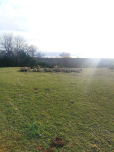 Freshly cut logs stacked in a green field, indicating logging services by KT Farms, Tree Service & Logging LLC in Springfield, MO.