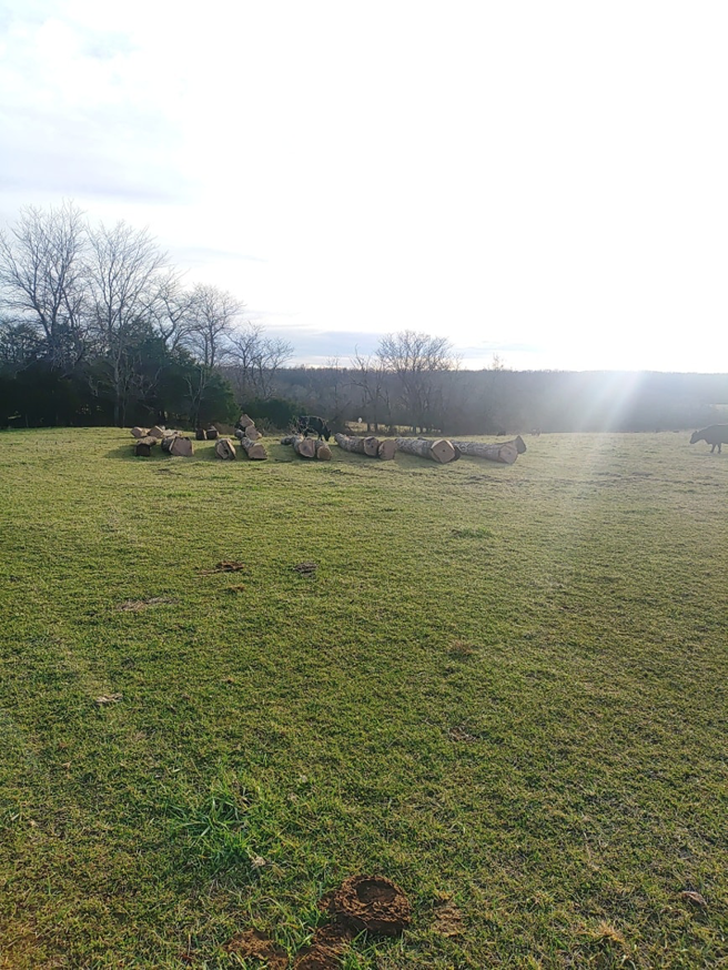 Freshly cut logs stacked in a green field, indicating logging services by KT Farms, Tree Service & Logging LLC in Springfield, MO.
