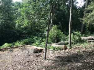 Cut logs and tree debris in a wooded area after tree clearing by Eagerton Tree Service, LLC in Ponte Vedra Beach, FL.
