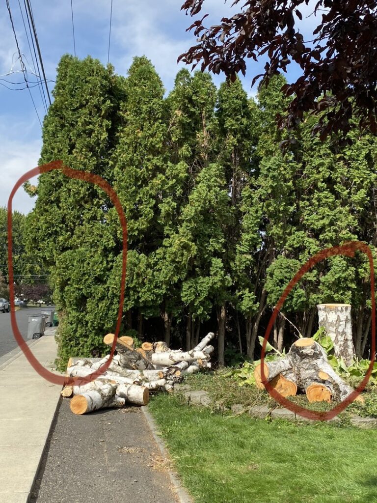 Cut logs and a tree stump on a sidewalk after tree removal services by TW Tree Service in Lewiston, ID.