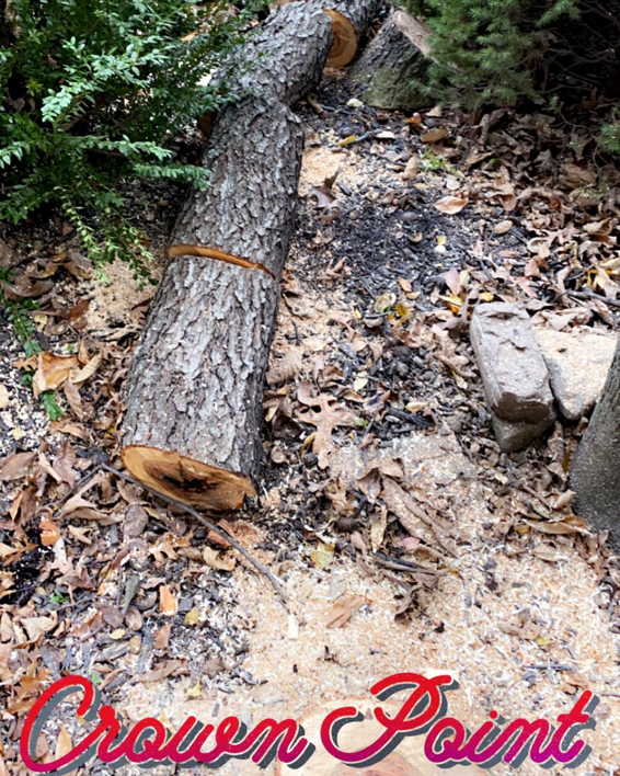 Cut logs and wood chips on the ground after a tree removal service by High Definition Tree Service LLC in Crown Point, IN.