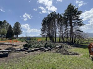 Several cut pine trees and branches lying on the ground in a field, showing the aftermath of tree removal by Langley's Tree Specialist in Greeley, CO.