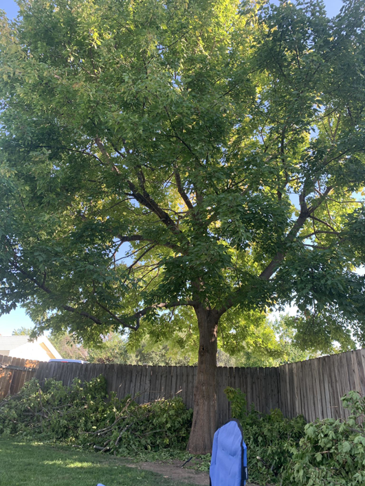 Large tree with freshly cut branches and debris on the ground after tree service by Papendieck's Tree Service in Salem, OR