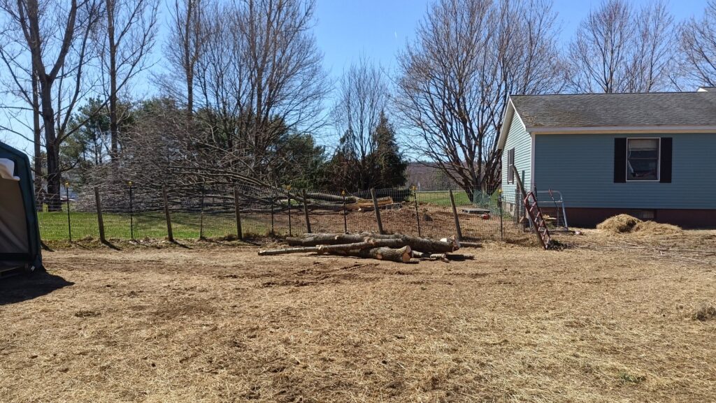 Cut tree branches and logs on the ground after a tree removal service by Maine Tree Guy LLC in Auburn, ME.