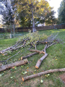 Freshly cut tree branches and logs on a residential lawn after a tree service job by Ventura Tree Services in High Point, NC