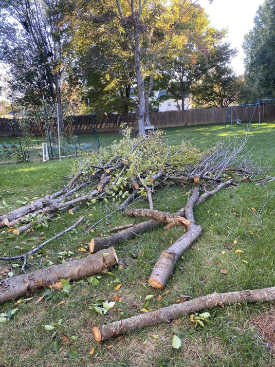 Freshly cut tree branches and logs on a residential lawn after a tree service job by Ventura Tree Services in High Point, NC