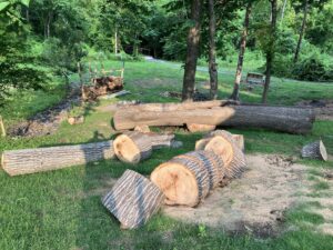 Large cut tree logs and sections on the ground after a tree removal service by K.O. Tree Service in Charlotte, NC.