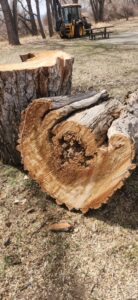 Large cut tree logs on the ground after a professional tree removal by Riverdale Tree Services in Northglenn, CO.