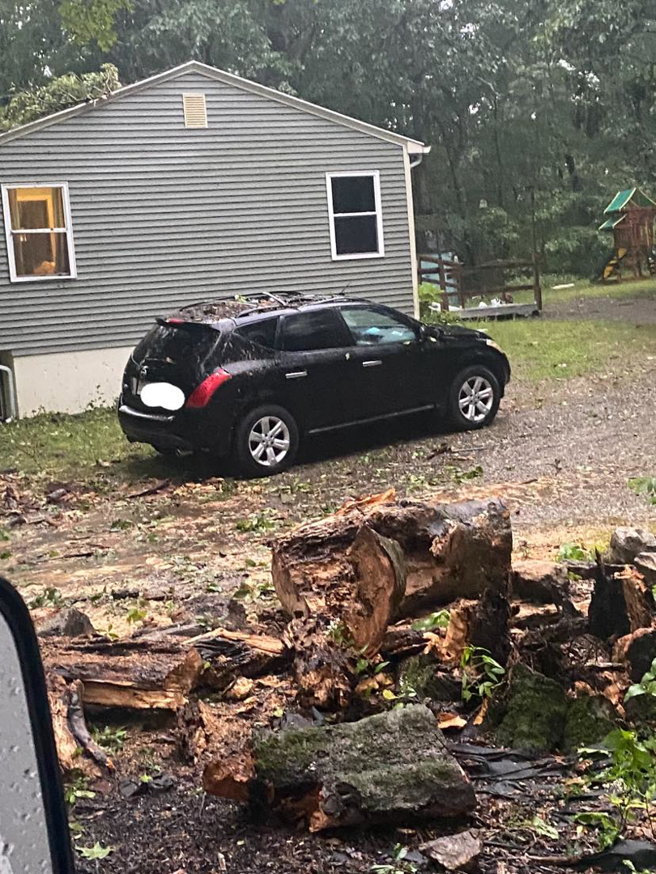 Freshly cut tree logs on a driveway after a tree removal service by Ty The Tree Guy in Worcester, MA.