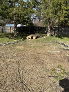 Cut tree logs and branches on the ground after a tree removal job by Dryad Tree Service in Huntsville, AL.