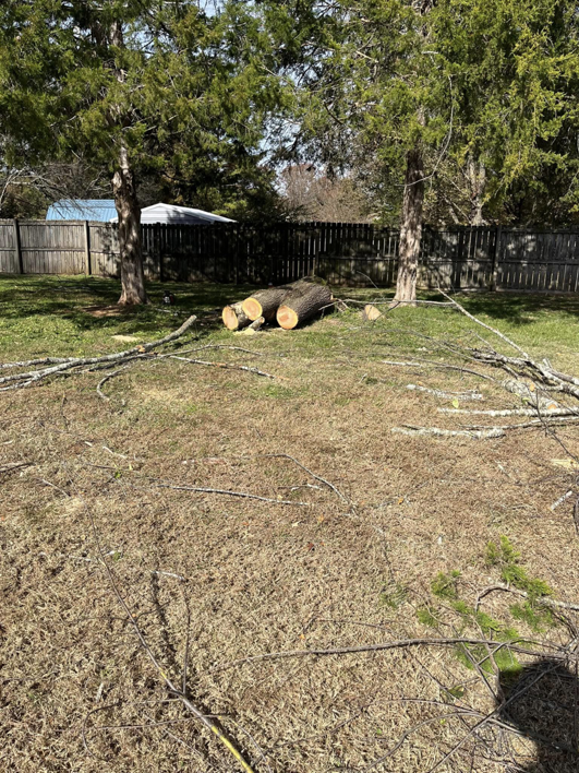 Cut tree logs and branches on the ground after a tree removal job by Dryad Tree Service in Huntsville, AL.